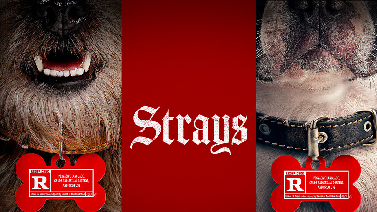 STRAYS CMT NEW
